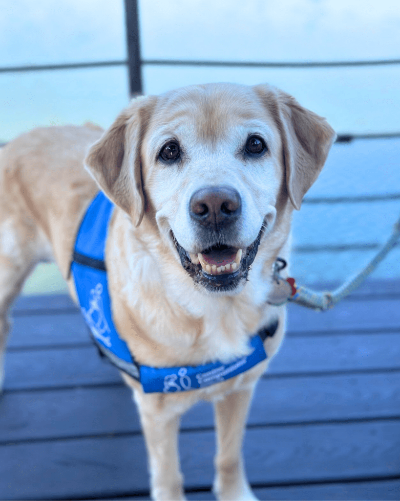 Service Dog, Firefly