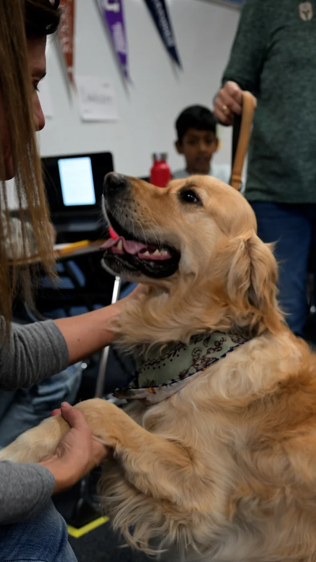 Meet Milo! 🐾 The 3-year-old golden retriever therapy dog at @stilesms_official.

This good boy loves long walks down the hall, getting treats and pets from anyone and everyone, and helping both students and teachers when they're having a tough day. 💙 🐕 Milo is certified through the Alliance of Therapy Dogs and is the first therapy dog at any secondary school in Leander ISD. 

Milo can be found wagging his tail around Stiles three days a week and considers it his happy place! 🤗 Want to see more Milo? You can follow him at @fsmscounseling.